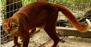 Hewan Langka di Kalimantan Lengkap Dengan Gambar